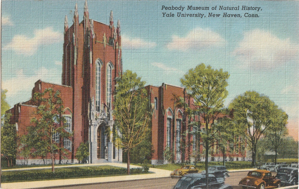 Peabody Museum of Natural History New Haven Postcard