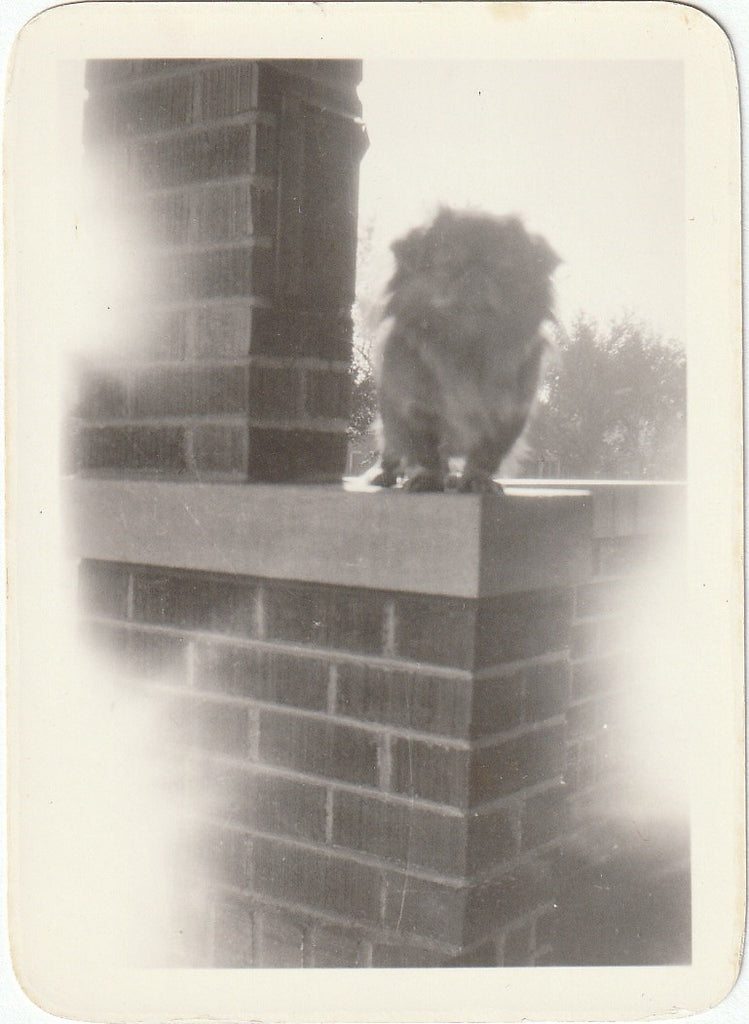 Pekingese Puppy - SET of 3 - Snapshots, c. 1940s 3 of 3