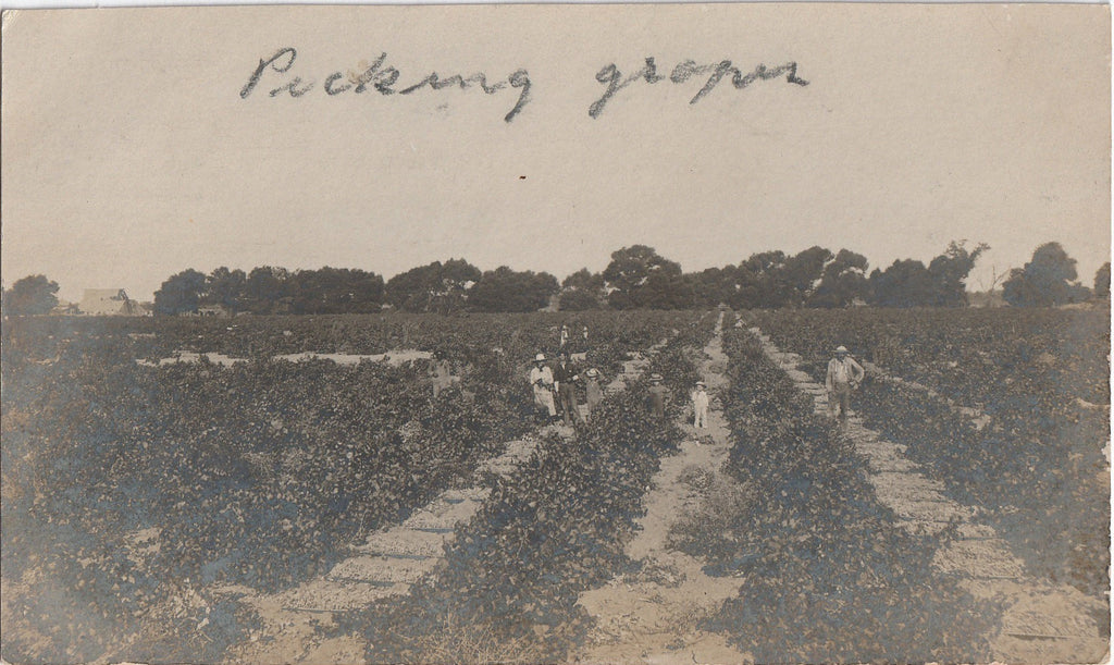 Picking Grapes Antique RPPC 