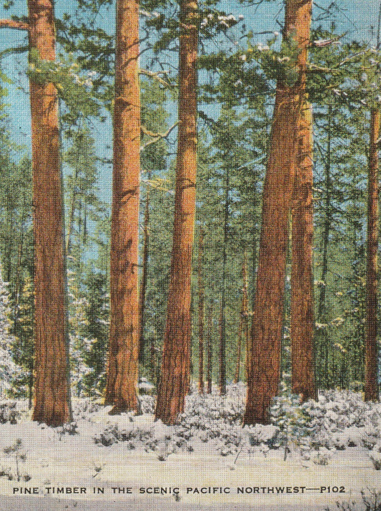 Pine Timber Pacific Northwest Vintage Postcard Close Up