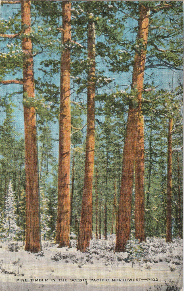Pine Timber Pacific Northwest Vintage Postcard