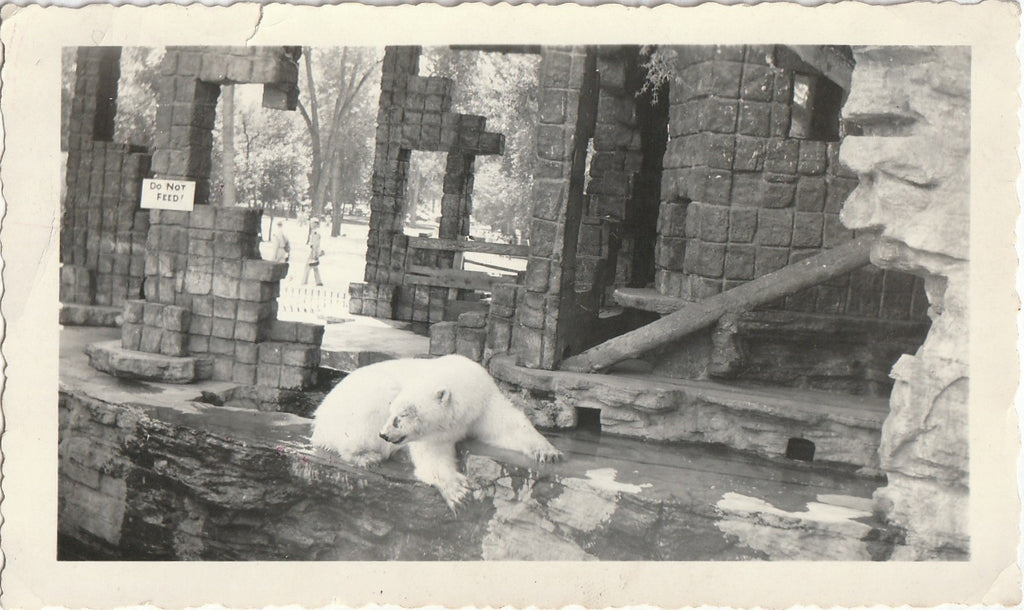 Polar Bear in City Park Zoo - Denver, CO - Photo, c. 1940s