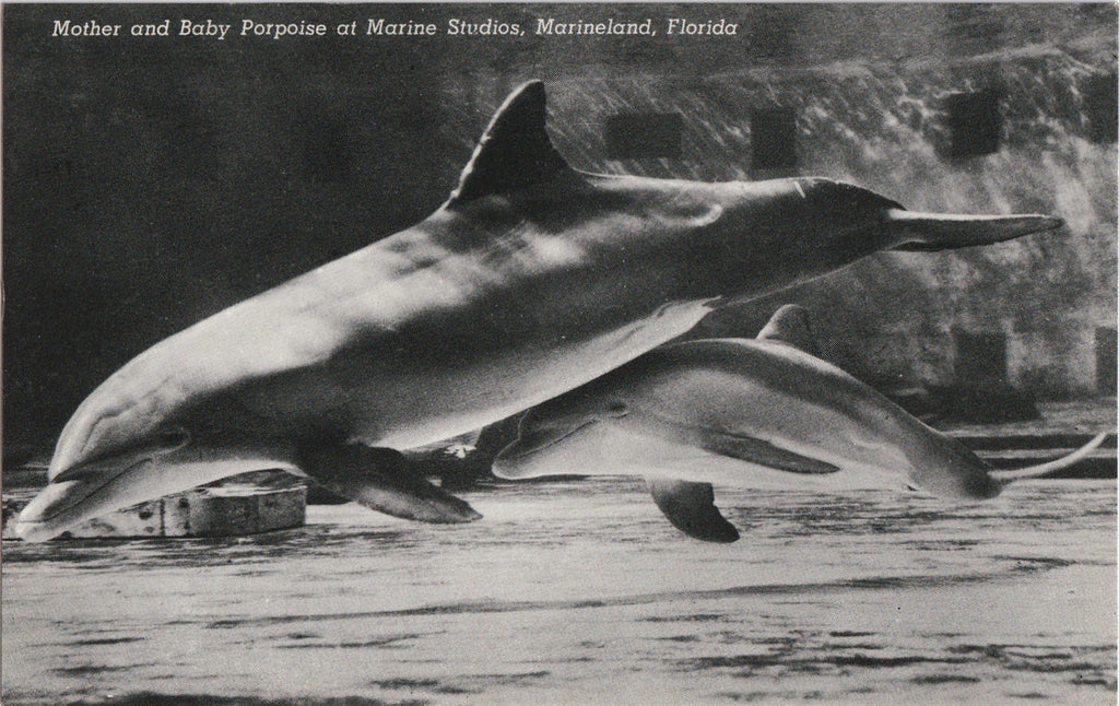 Porpoise Marine Studios Marineland Florida Vintage Postcard