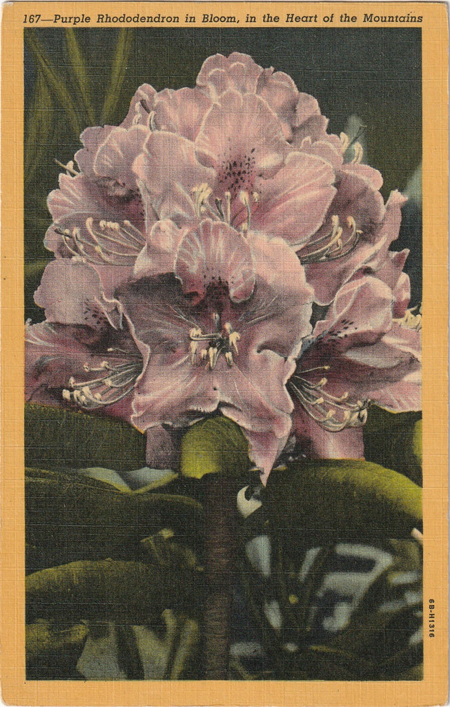 Purple Rhododendron in Bloom Heart of the Mountains Postcard