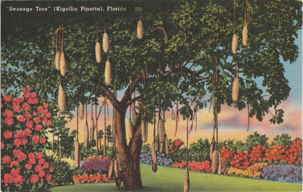 Sausage Tree Miami Florida Vintage Postcard