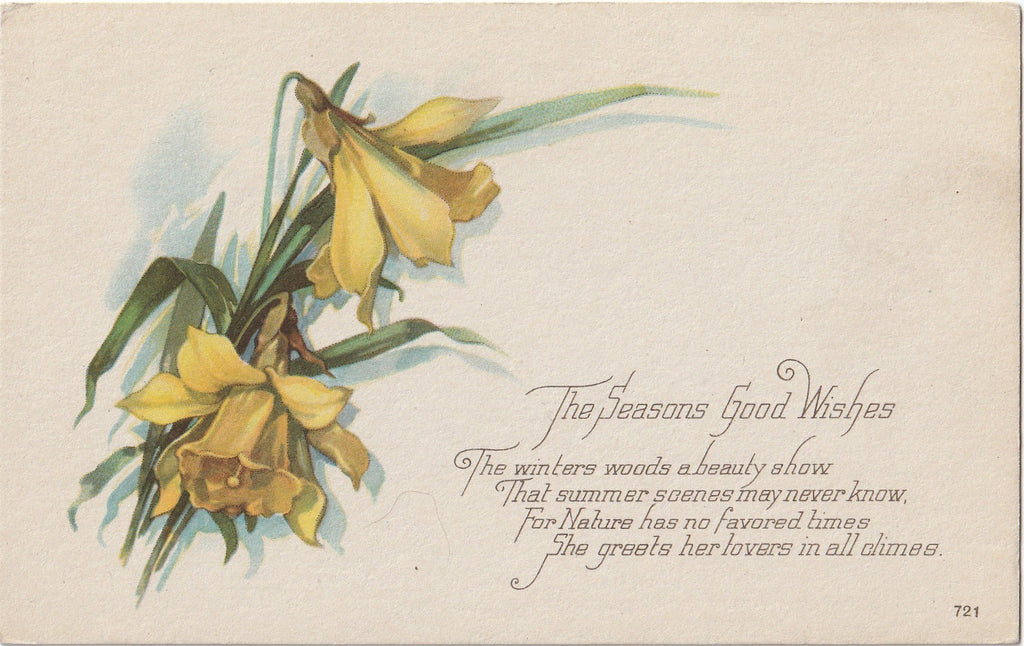 Seasons Greetings Daffodil Antique Postcard