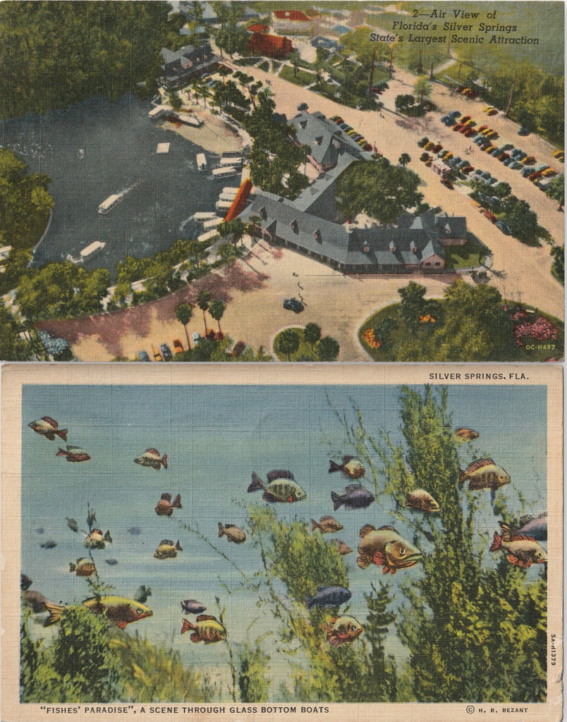 See Silver Springs Florida Vintage Postcards
