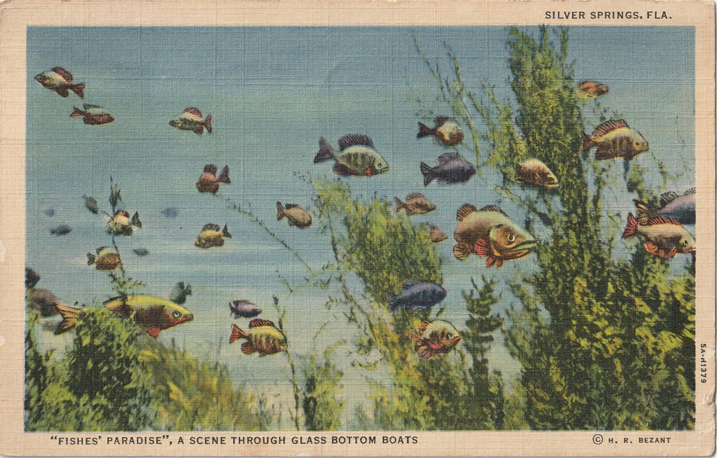 Underwater View of Silver Springs Florida Vintage Postcard