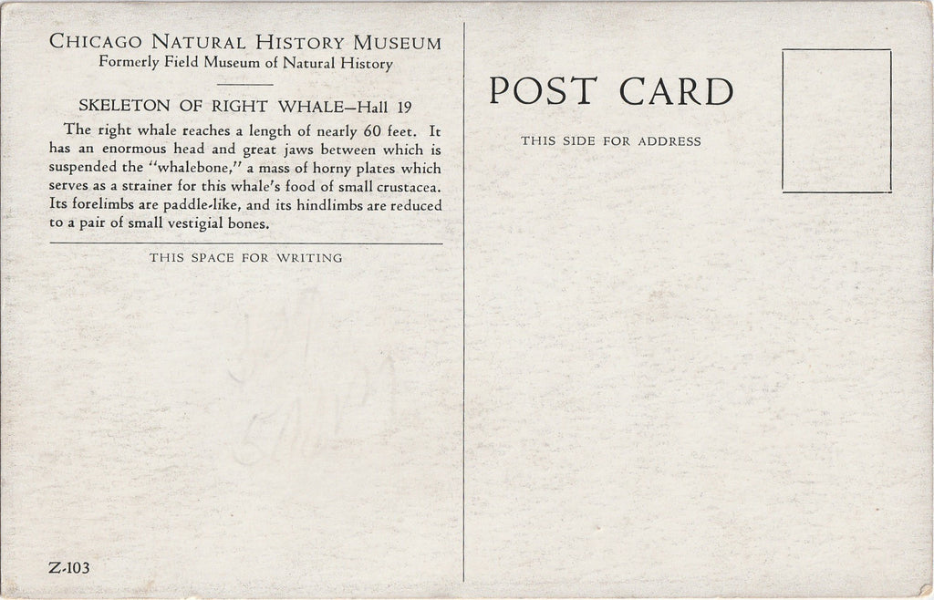 Skeleton of Right Whale Field Museum Chicago Postcard Back
