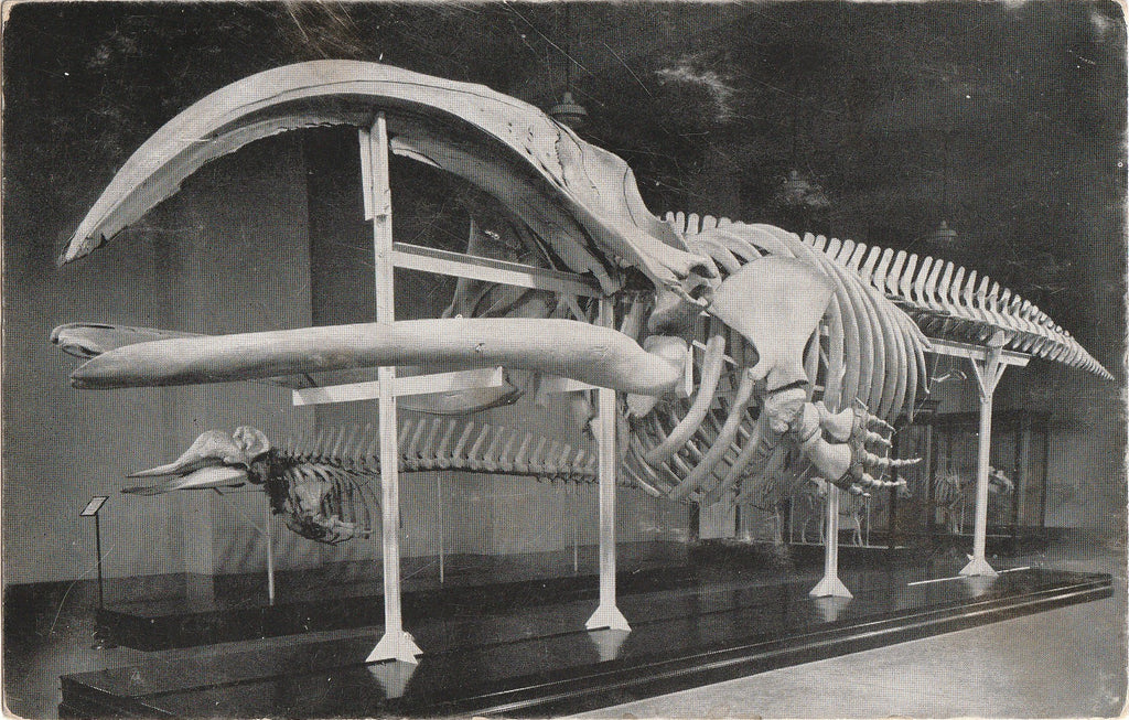 Skeleton of Right Whale Field Museum Chicago Postcard