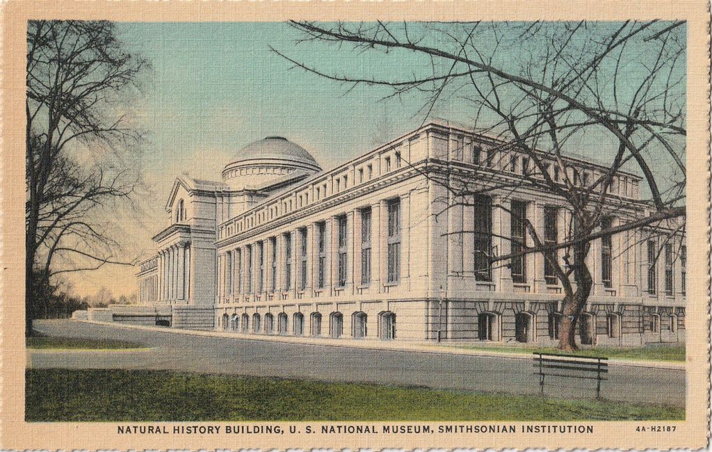 Smithsonian Natural History Building Washington DC Postcard