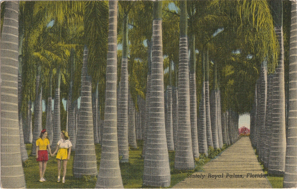 Statley Royal Palms Florida Vintage Postcard
