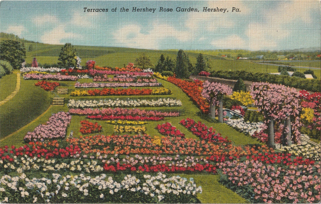 Terraces Hershey Rose Garden Vintage Postcard