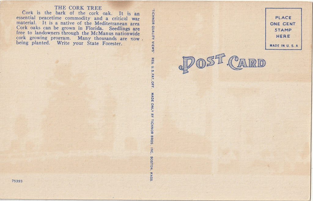 The Cork Tree - State Capitol Grounds - Tallahassee, FL - Postcard, c. 1940s Back