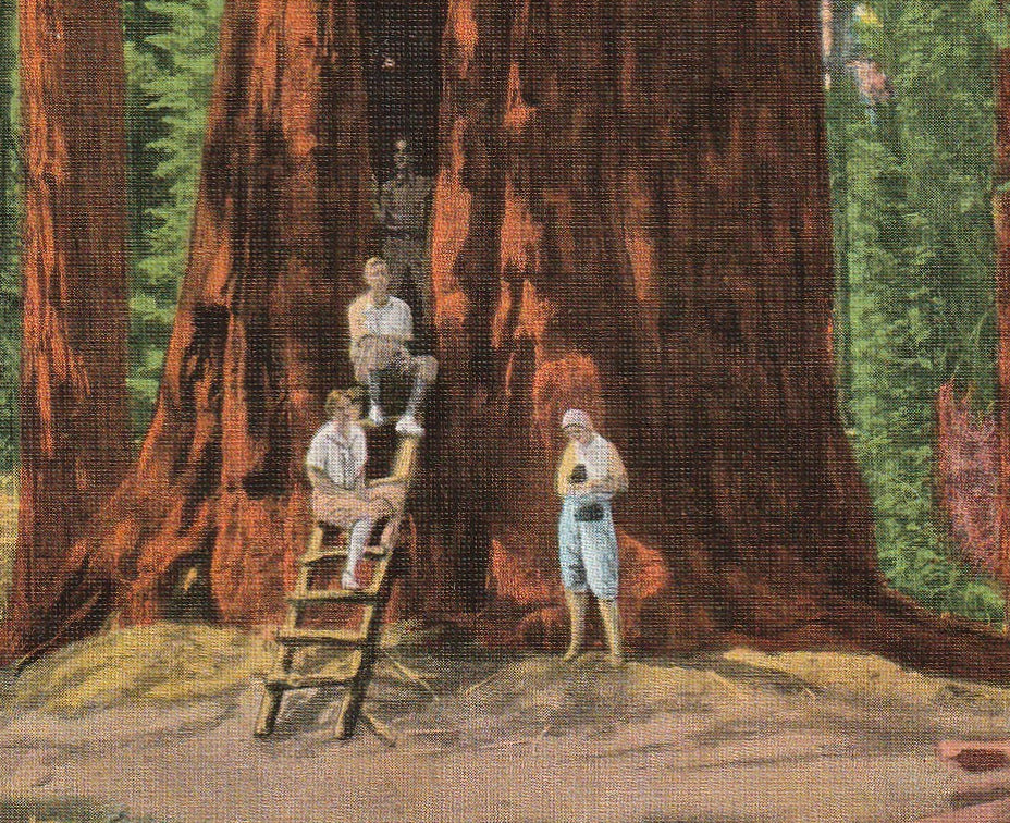 The Room Tree Sequoia National Park Vintage Postcard Close Up 2