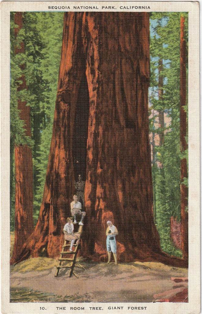 The Room Tree Sequoia National Park Vintage Postcard