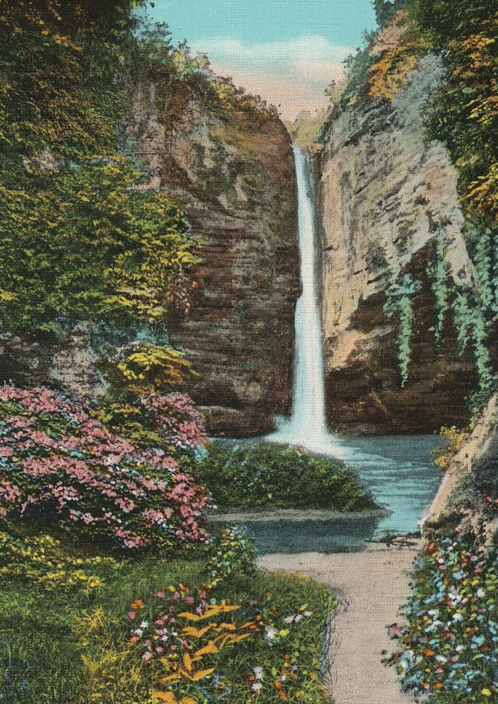 Tonti Canyon Starved Rock State Park Vintage Postcard Close Up