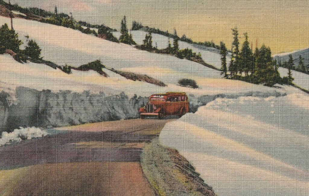 Trail Ridge Road Rocky Mountain National Park Vintage Postcard Close Up