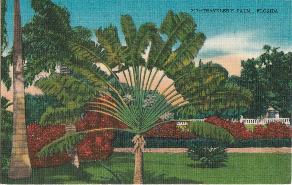 Traveler's Palm, Florida - Postcard, c. 1950s