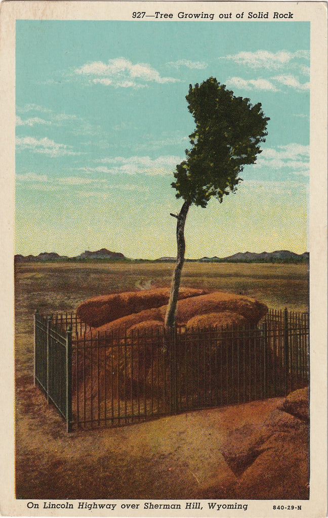 Tree Growing Out of Solid Rock Sherman Hill WY Postcard