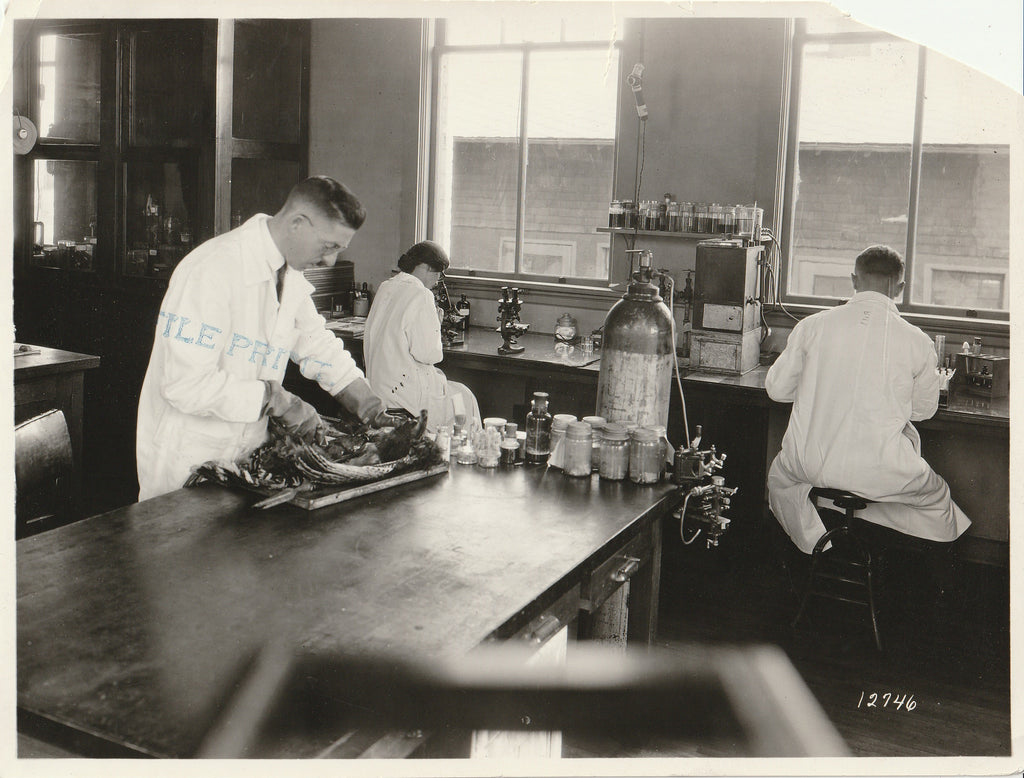 Veterinary Medicine Laboratory - H. C. Kernkamp - Photo, c. 1923
