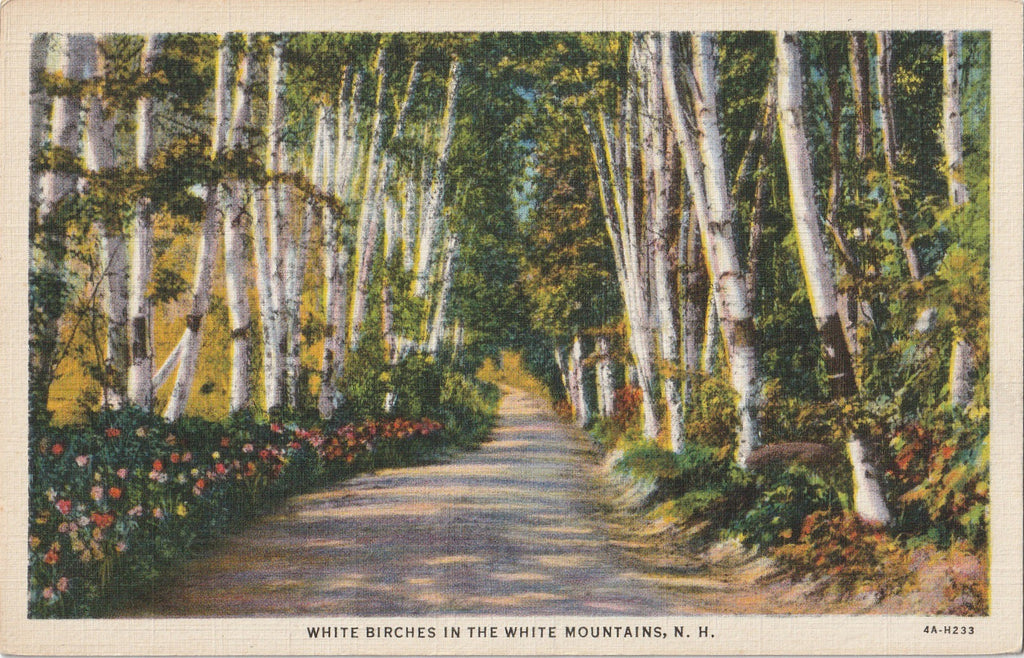 White Birch Trees - White Mountains, NH - Postcard, c. 1940s