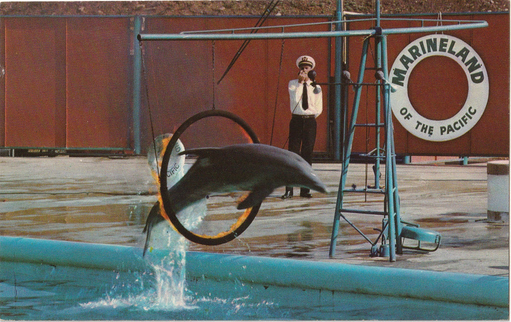 Zippy the Performing Dolphin - Marineland of the Pacific - Los Angeles, CA - Postcard, c. 1950s