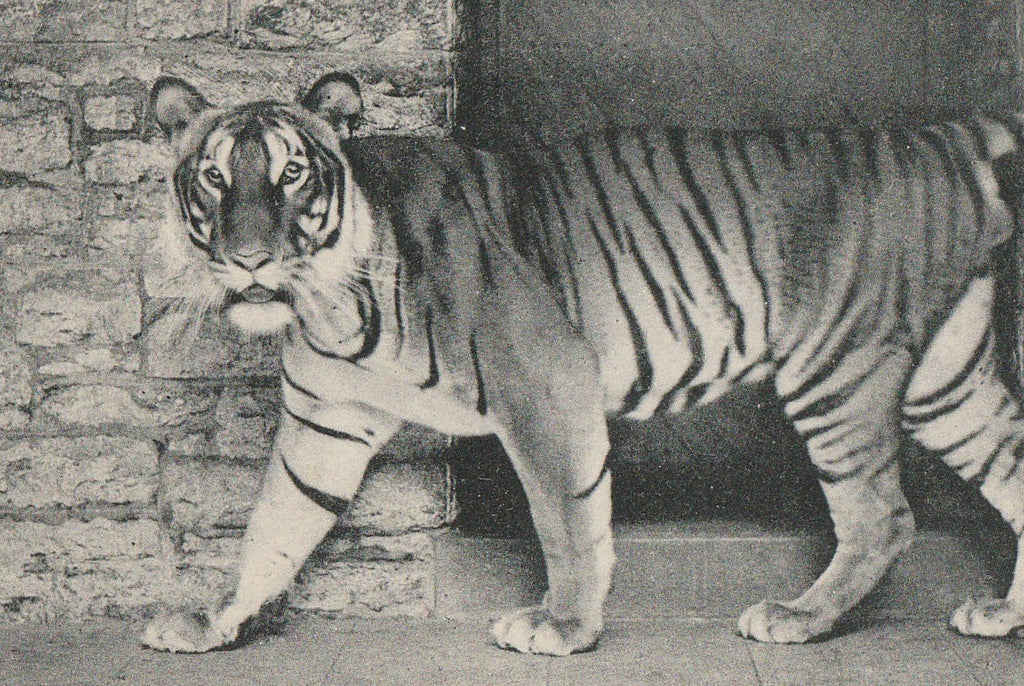 Zoo Tiger - Cincinnati, OH - Postcard, c. 1910s