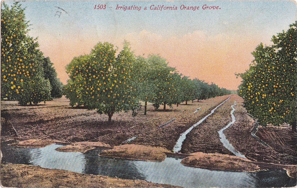California Orange Groves- 1910s Antique Postcards- SET of 2- Pasadena, CA- Irrigation- Farming- Edwardian Souvenir- Paper Ephemera