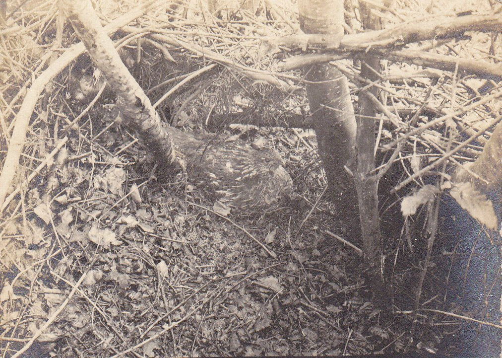 Northern Bobwhite Quail Nest- 1900s Antique Photograph- Ground Nesting Bird- Vernacular Photo- Real Photo Postcard- Velox RPPC