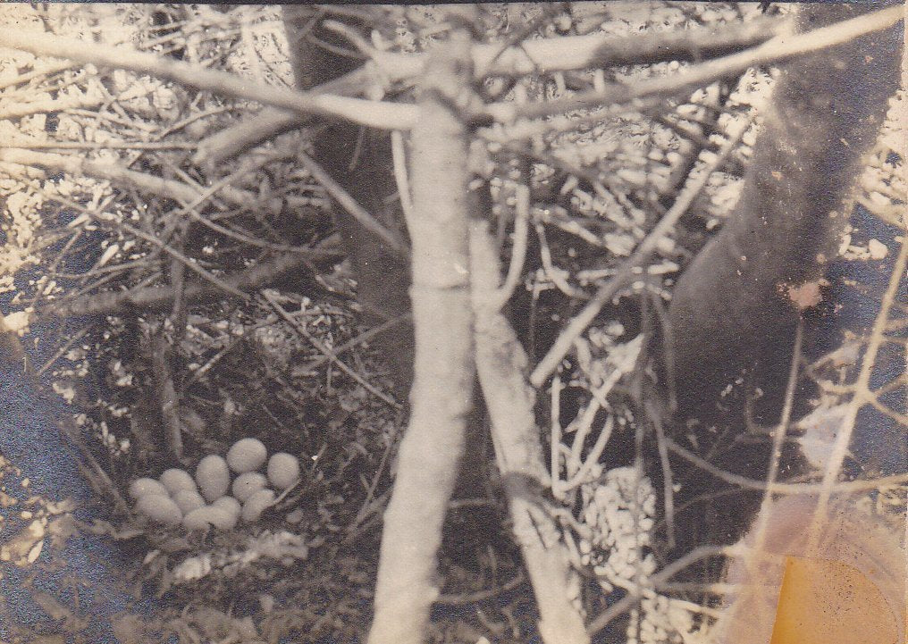 Northern Bobwhite Quail Nest- 1900s Antique Photograph- Ground Nesting Bird- Vernacular Photo- Real Photo Postcard- Velox RPPC