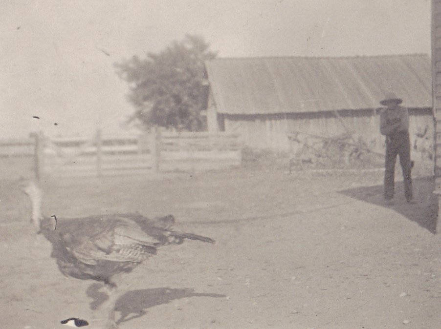 Terror Turkey- 1900s Antique Photograph- Edwardian Farmer- Tom Turkey- Found Photo- RPPC- Real Photo Postcard- Vernacular- Funny