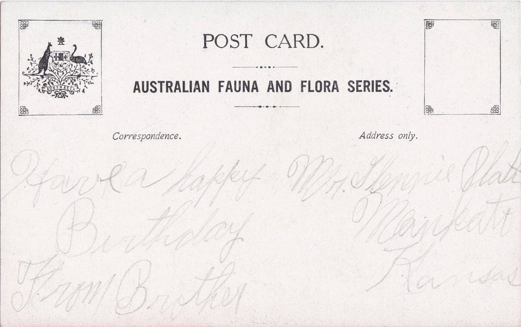 Kangaroo- 1900s Antique Postcard- Australian Fauna and Flora Series- Australia Souvenir- National Animal Mascot- Used