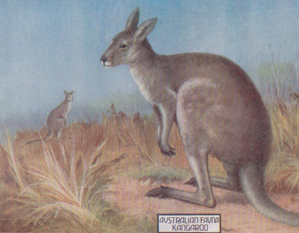 Kangaroo- 1900s Antique Postcard- Australian Fauna and Flora Series- Australia Souvenir- National Animal Mascot- Used