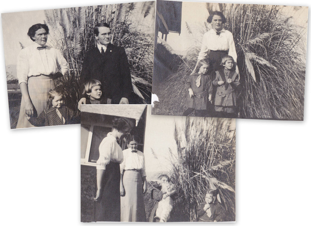 Edwardian Family Snapshots- 1910s Antique Photographs- SET of 3- Tabby Cat- Fountain Grass- Ornamental Tall Grass- Found Photos- Vernacular