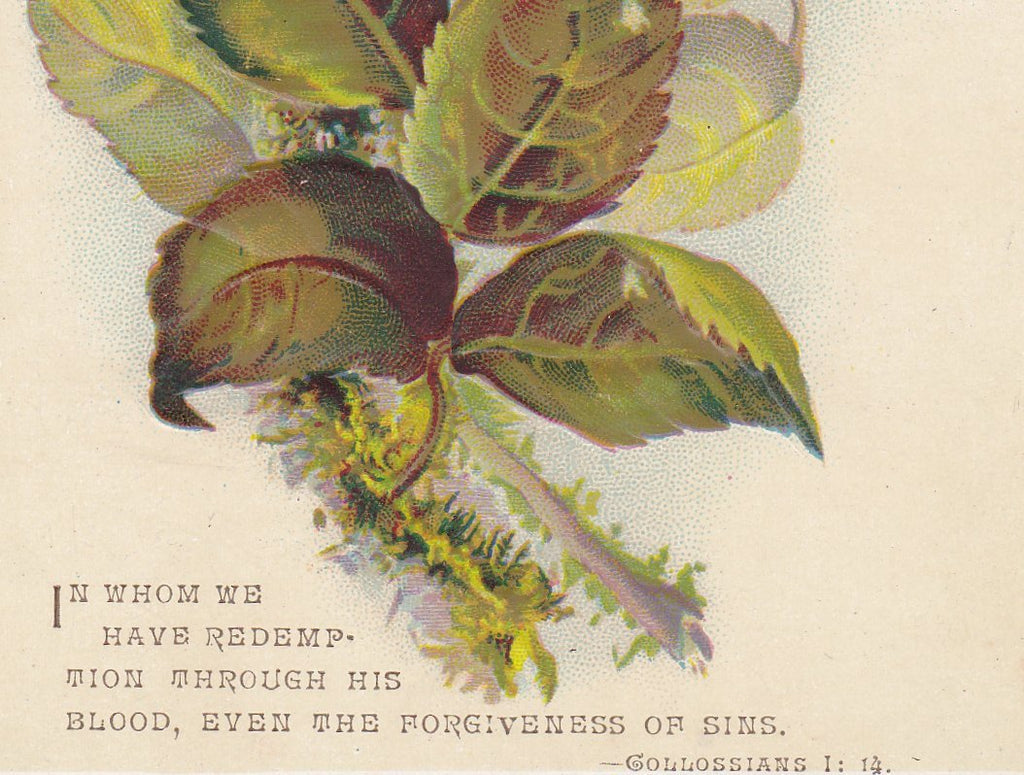 Forgiveness of Sins- 1800s Antique Trade Card- Pink Rose- Lithograph Print- Bible Quote- Colossians I:14- Victorian Flower- Paper Ephemera