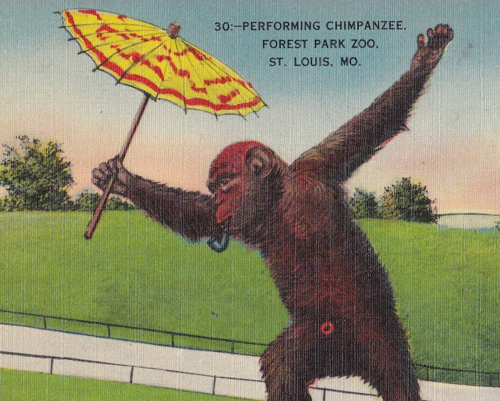 Performing Chimpanzee- 1940s Vintage Postcard- Smoking Chimp- Forest Park Zoo- St. Louis, MO- Monkey Ape- Metropolitan- Used