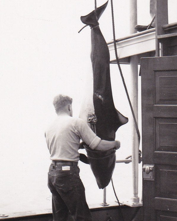 Dolphin Hunting- 1930s Vintage Photograph- Bellingham, Washington- Endangered Animal- Dead Porpoise- Eyewitness History
