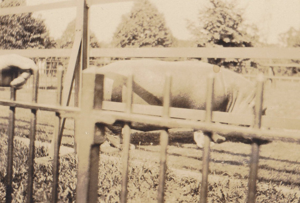 Hippopotamus- 1910s Antique Photograph- Hippo at Zoo- Animal Snapshot- Edwardian Decor- Old Picture- Found Photo- Vernacular- Paper Ephemera