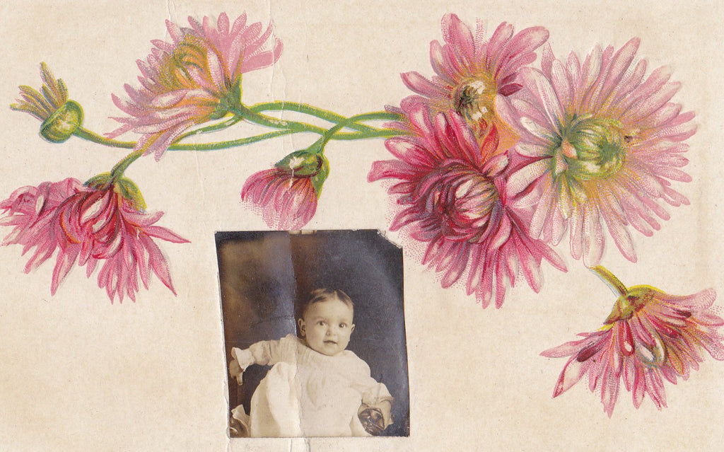 Pink Chrysanthemums- 1910s Antique Postcard- Gem Photo- Baby Picture- Altered Postcard- Edwardian Decor- Accidental Art- Embossed