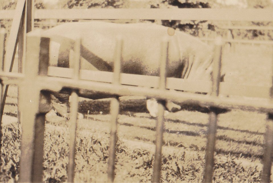 Hippopotamus- 1910s Antique Photograph- Hippo at Zoo- Animal Snapshot- Edwardian Decor- Old Picture- Found Photo- Vernacular- Paper Ephemera